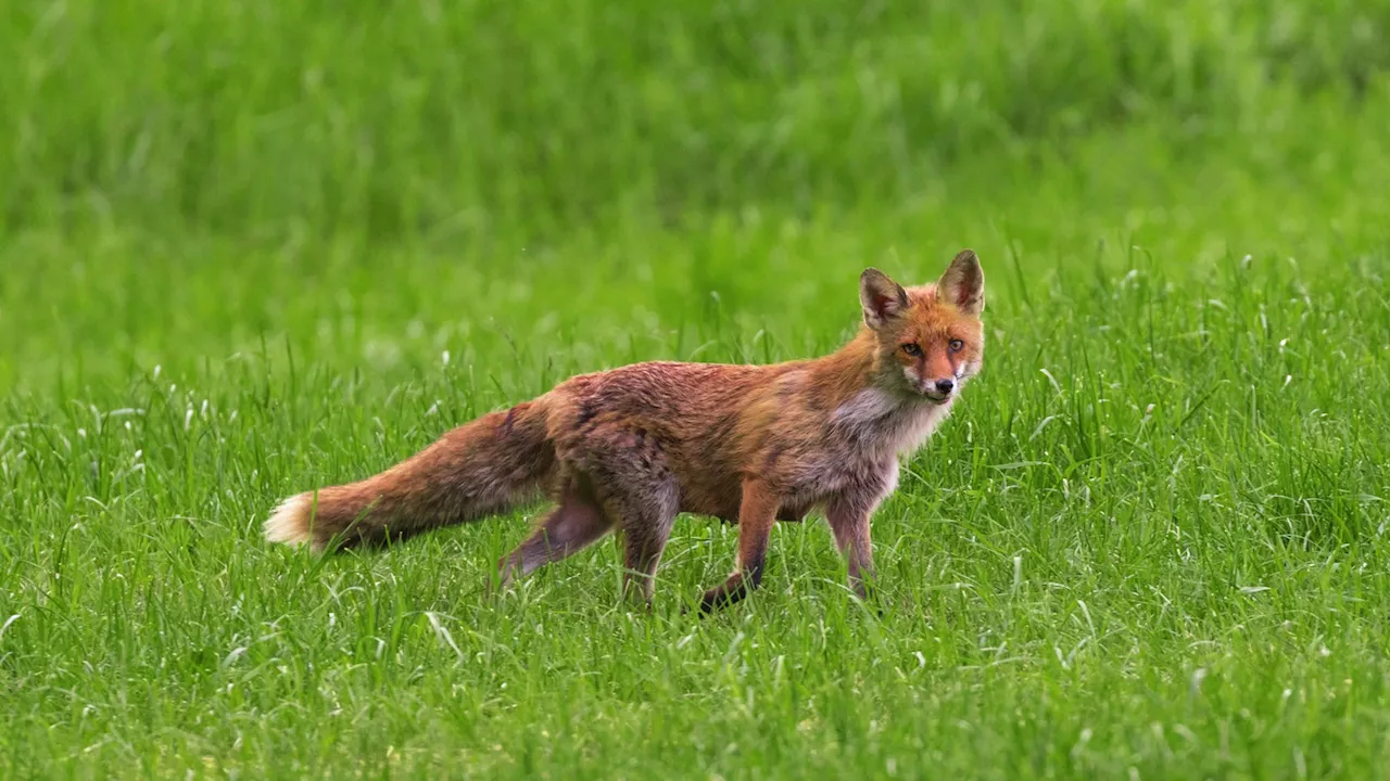 Tierschützer alarmiert: Diskussion um Raubwildwoche in Warendorf