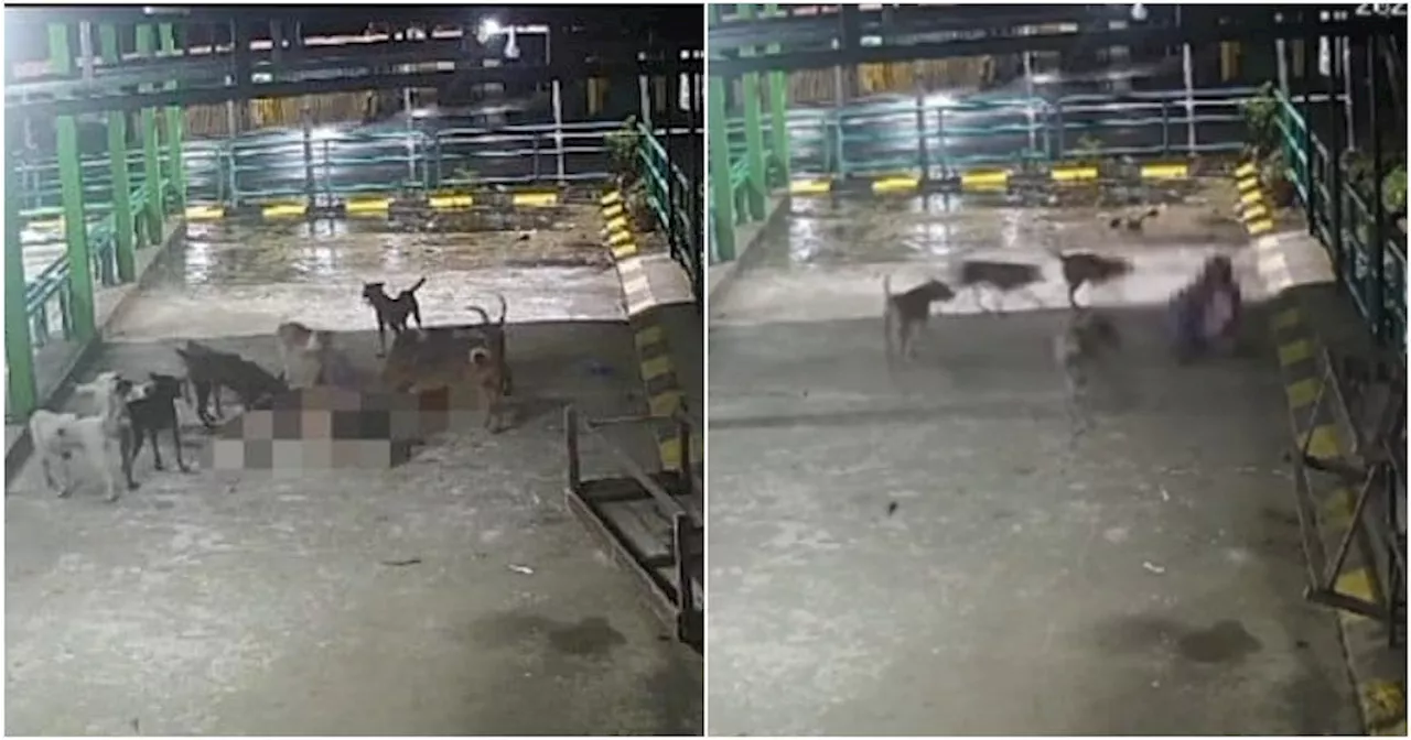 Senior Citizen Fatally Attacked by Stray Dogs in Sabah Bus Terminal