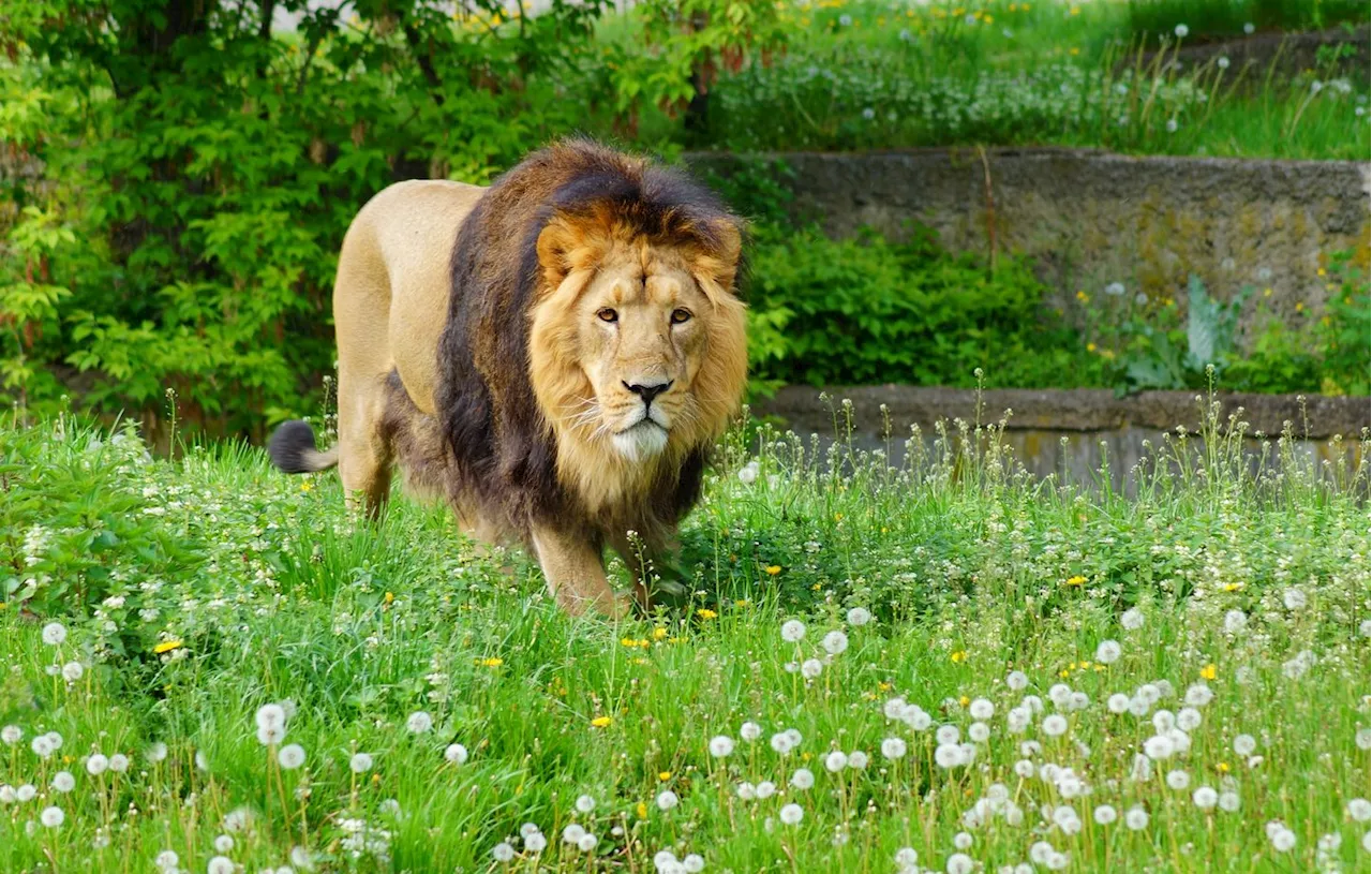 Le lion asiatique : un lion en voie de disparition