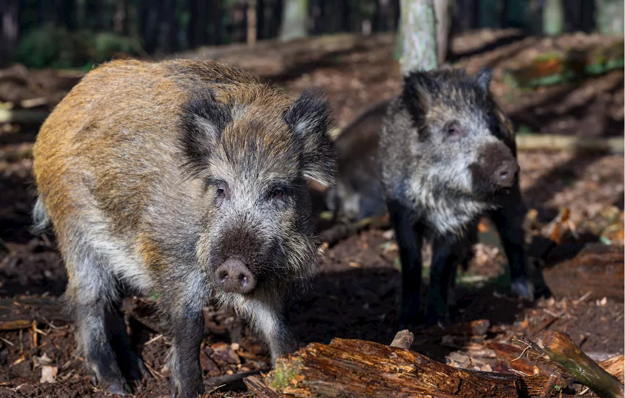 Attaque de sanglier : les chasseurs pointés du doigt