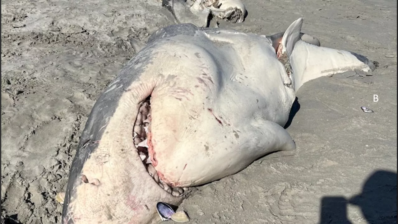 Killer Whales Confirmed to Prey on Great White Shark in Australian Waters