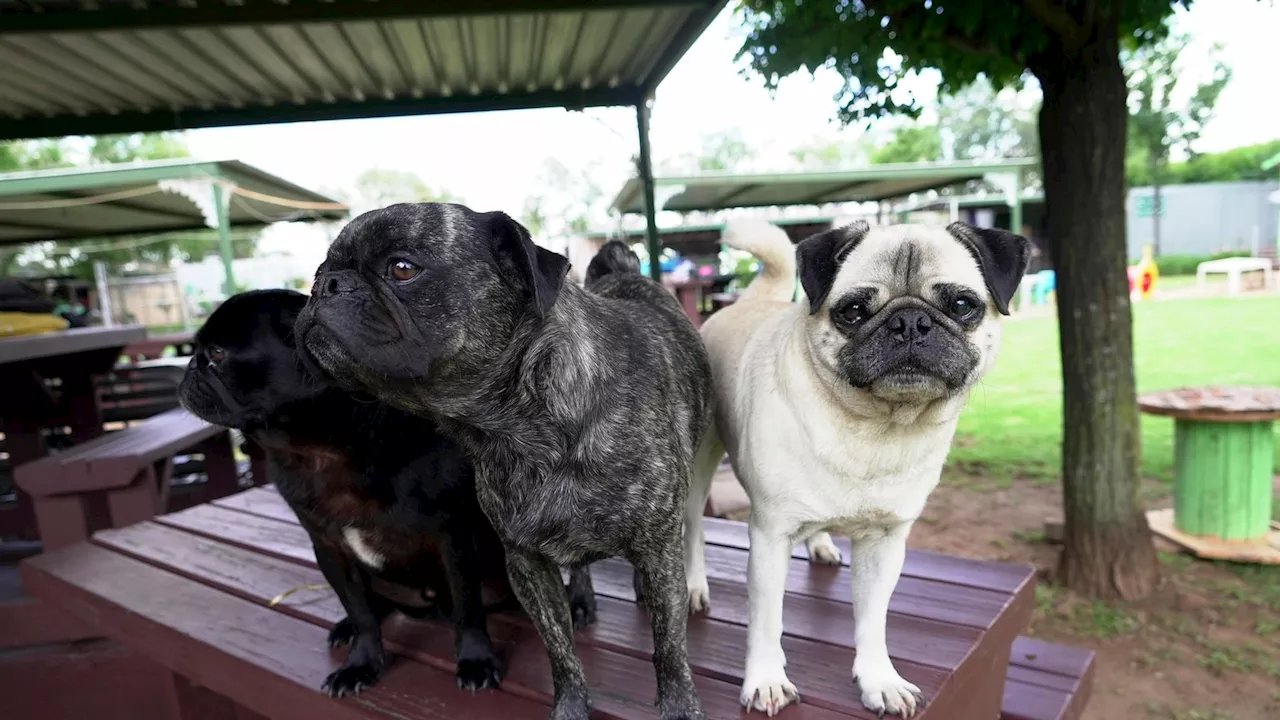 South African Couple Rescues Over 2,500 Pugs