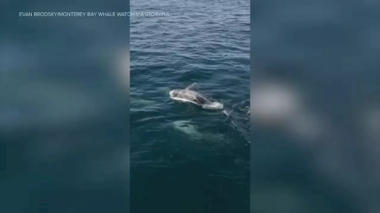 Miles-Long Pod of 1,500 Dolphins Spotted Off California Coast