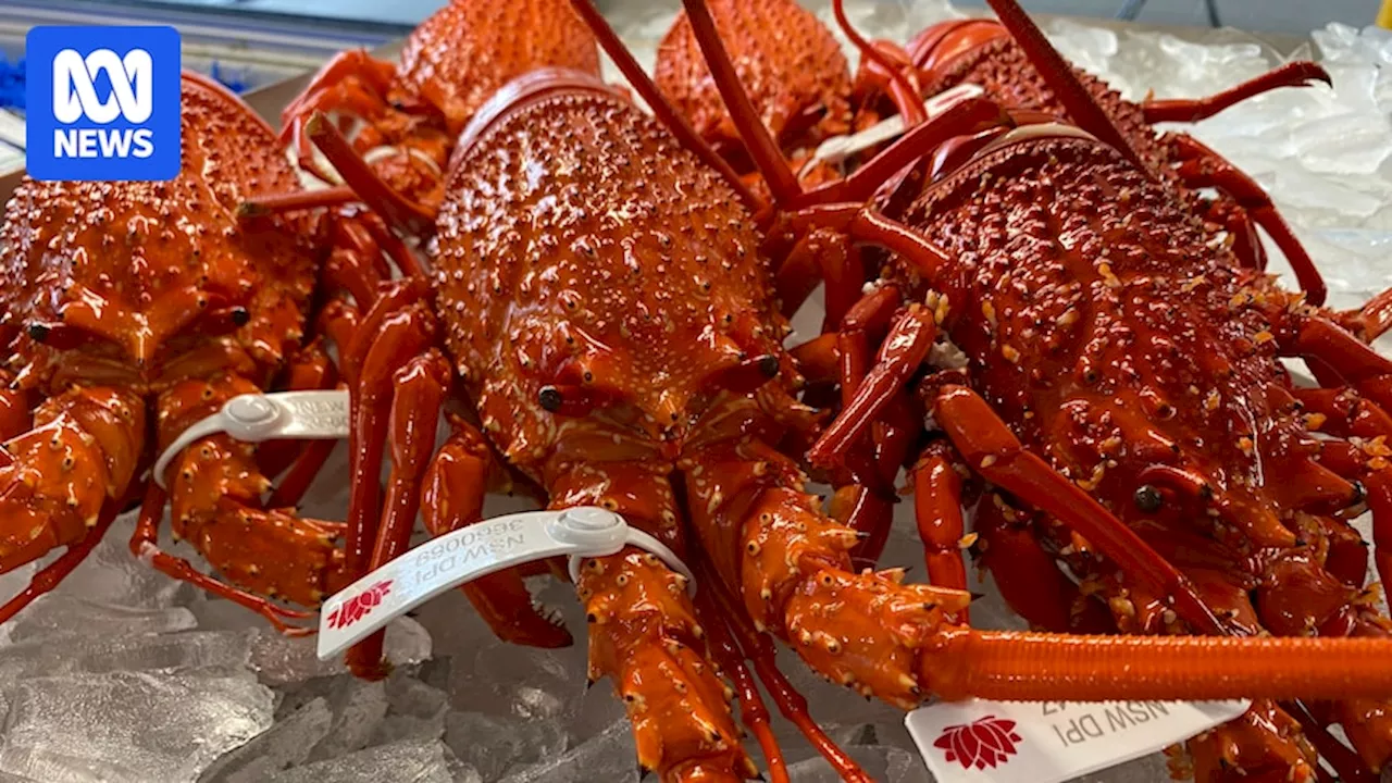 Australian Lobster Market Booms with China's Trade Restrictions Lifted