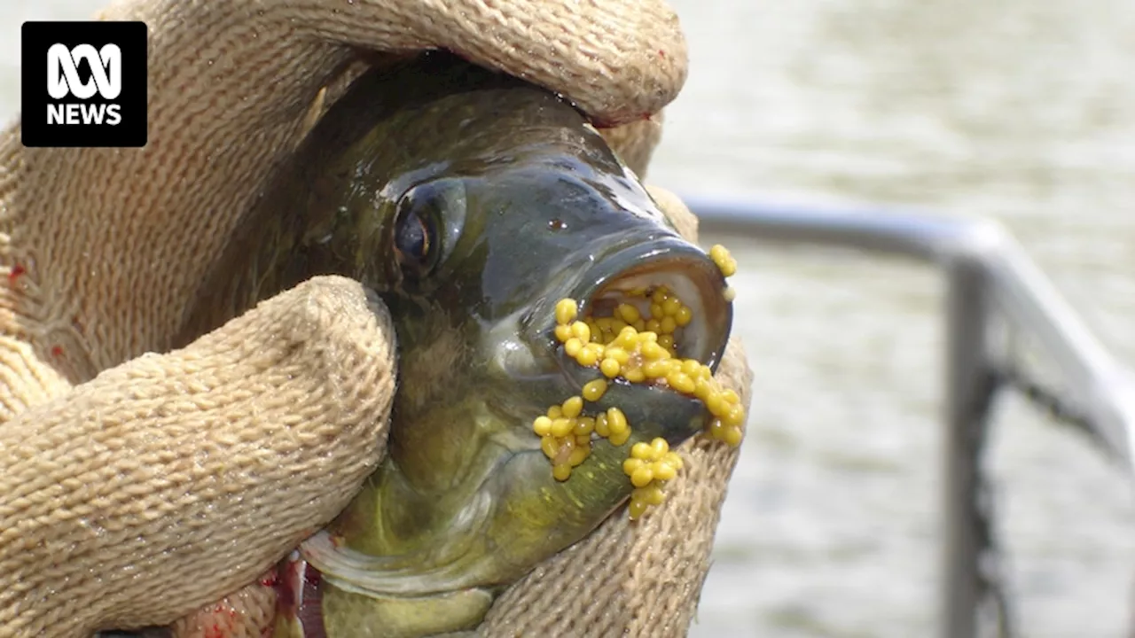 Tilapia Invades Queensland Waterways, Threatening Native Ecosystems and Aquaculture