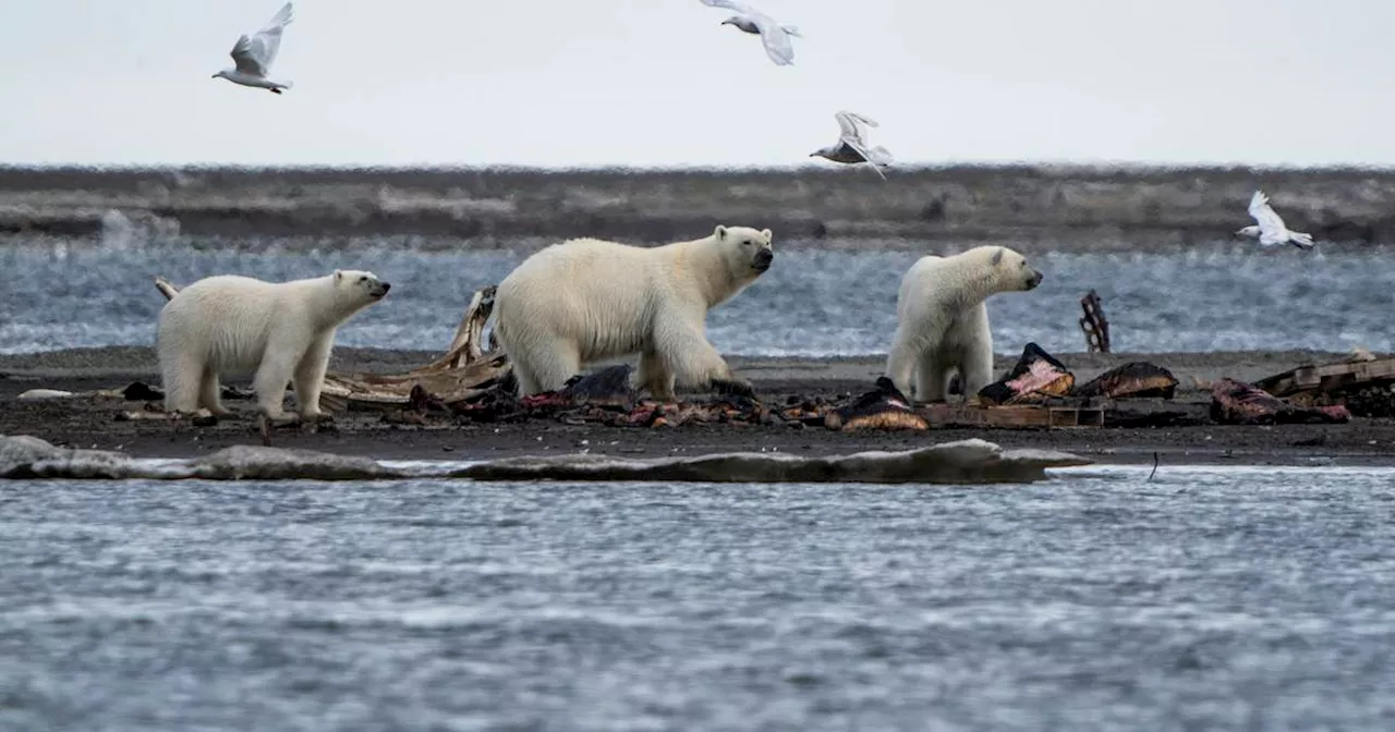 Polar Bear Grease Holds Secret to 'Forever Chemical' Alternatives