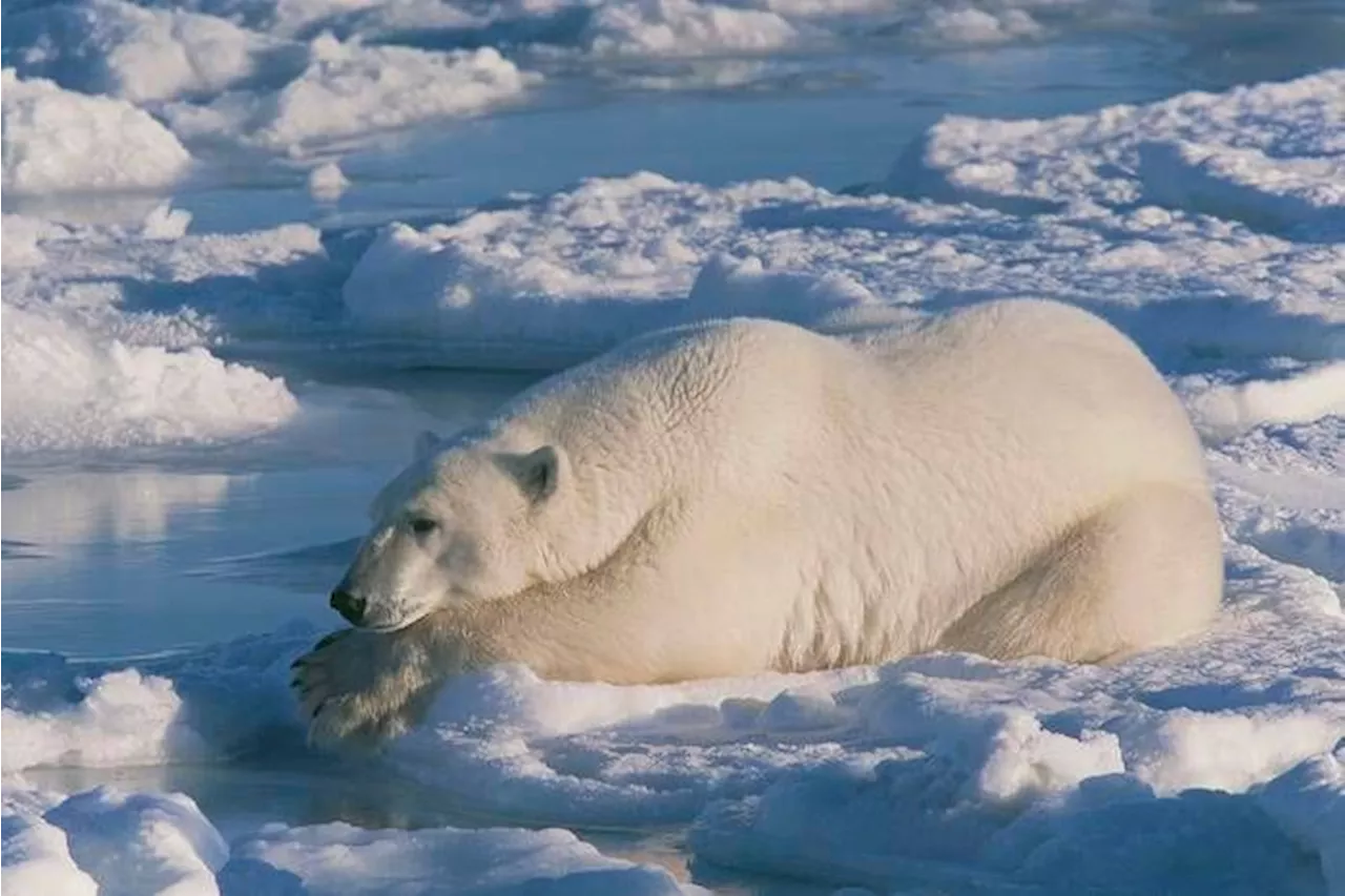 L'effetto antifrosto della pelliccia dell'orso polare: un segreto per la sopravvivenza in ambienti estremi