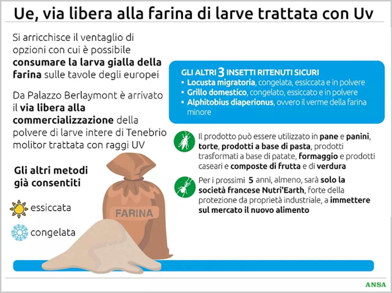 Il via libera all'insetto in panificio: Bruxelles autorizza la farina di larva gialla del tenebrione