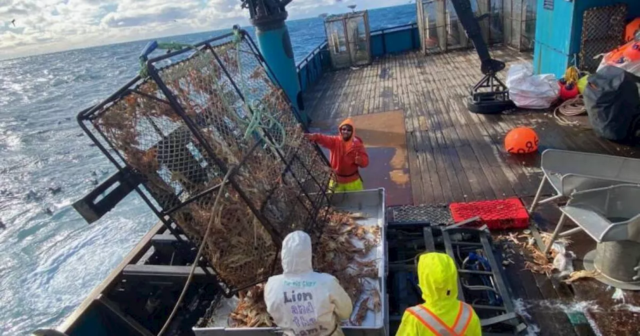 Alaska Snow Crab Fishery Reopens, But Catch Remains Low