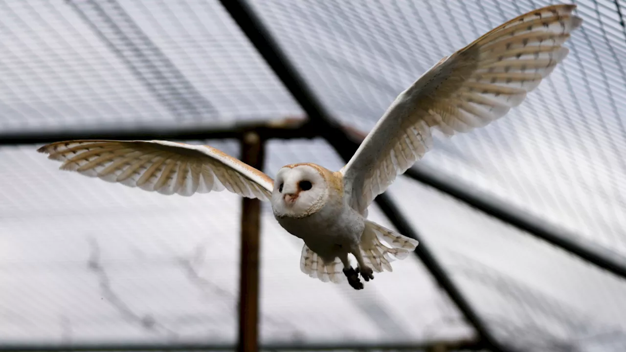 The barn owls bringing Arab and Israeli scientists together