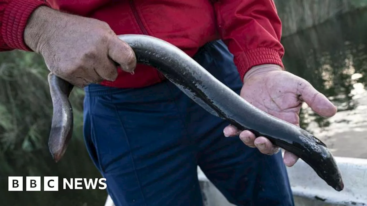 Dungannon man sentenced after smuggling hundreds of endangered eels