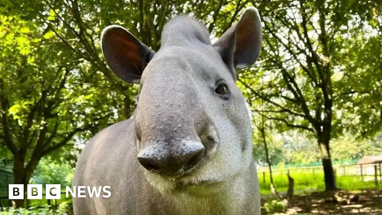 Beloved Tapir Timmy Passes Away at Reaseheath Mini Zoo