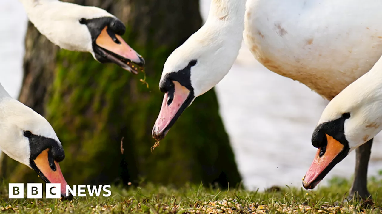 Dead Swans in Worcester Raise Bird Flu Concerns