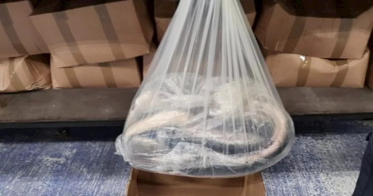 Critically Endangered Eels Smuggled Into UK: Man Sentenced