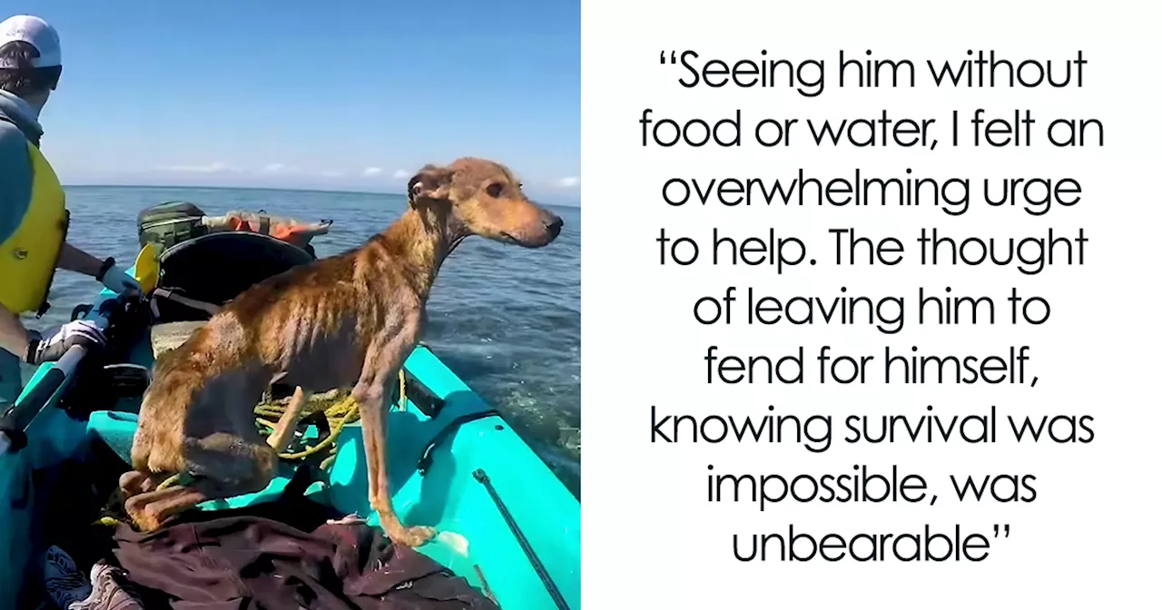 From Mangrove Shack to Montana Home: Photographer Rescues Stranded Puppy