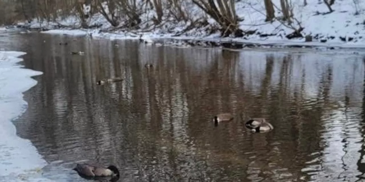 Dead Geese Found Along Tuscarawas River Raise Concerns in Ohio