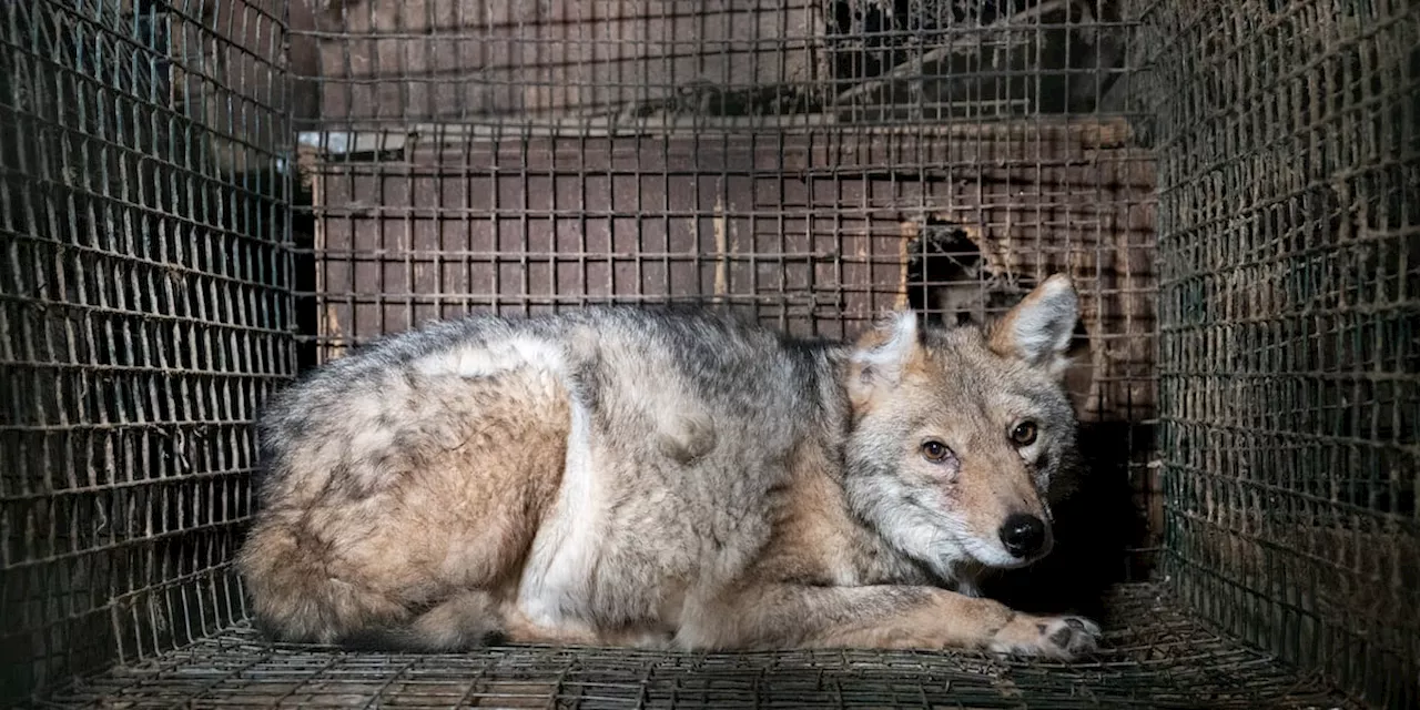 Humane Society Rescues Hundreds of Animals from Horrible Conditions in Ohio