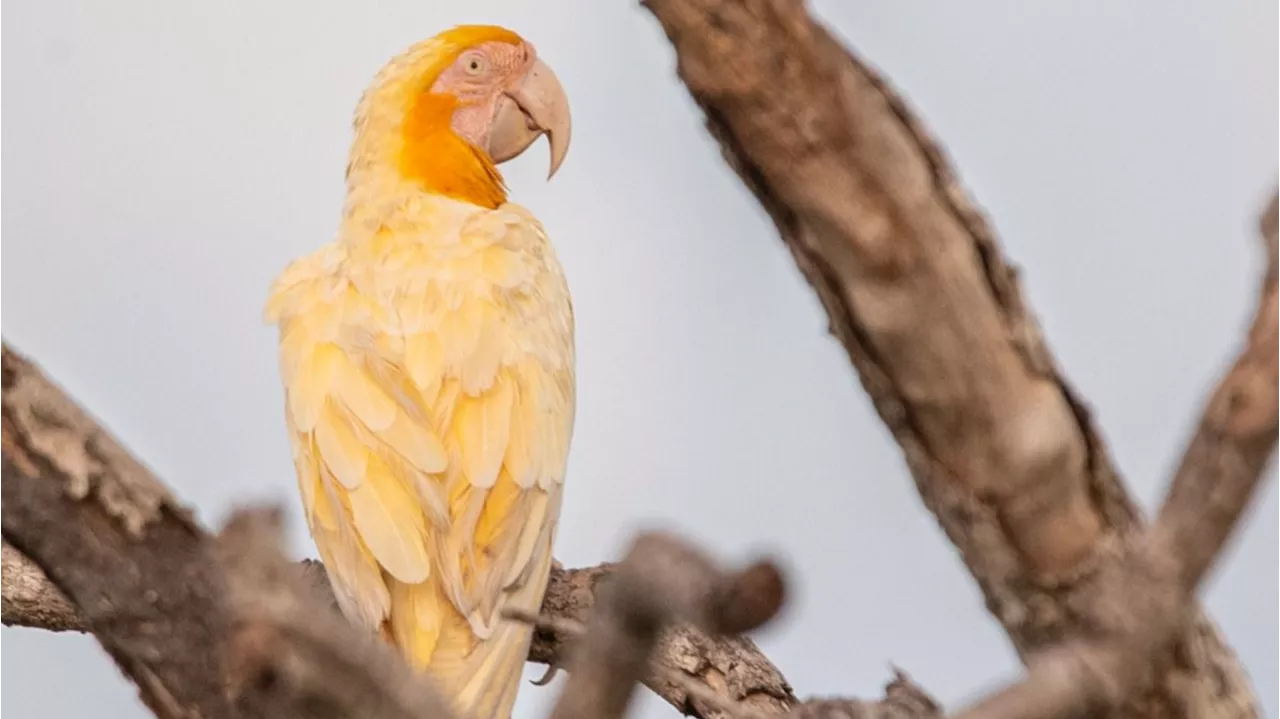 Arara-canindé albinos é registrada no Cerrado do Tocantins