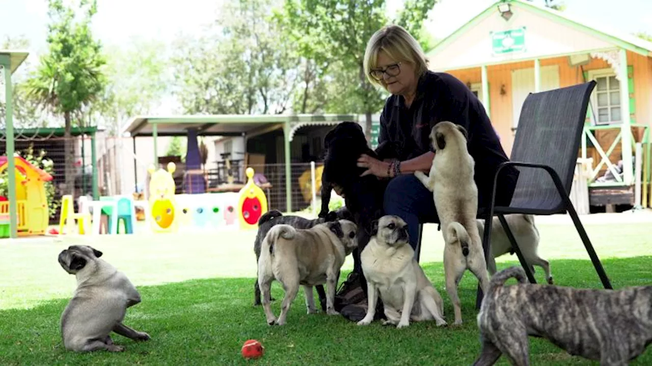 Pug Rescue South Africa: A Lifetime Dedicated to the 'Clowns of the Dog World'