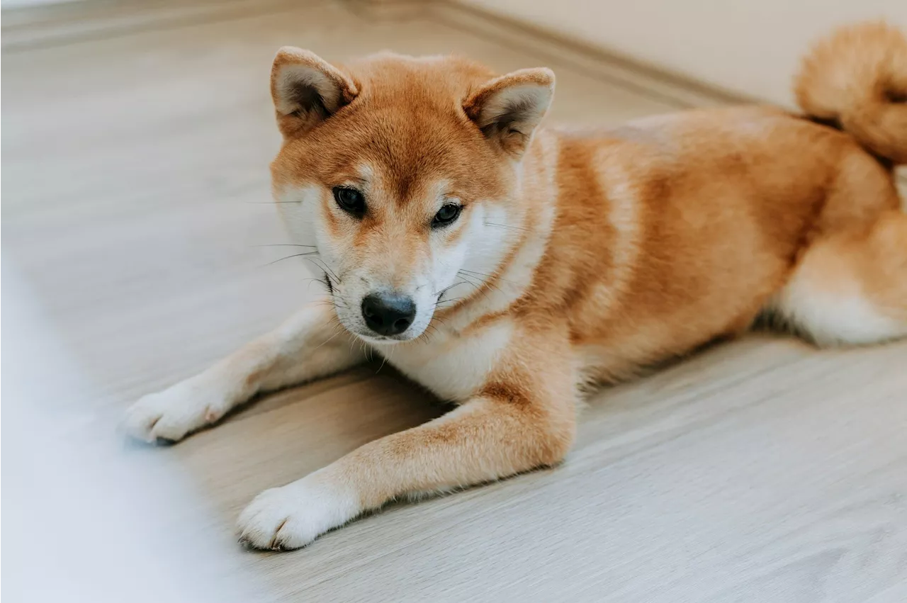 DOGE Price Drops Below Key Support, Signaling End of Rally