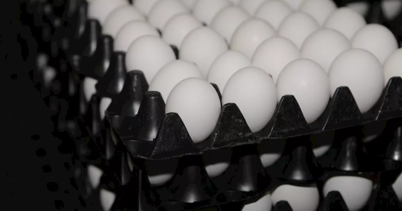 Colorado Lawmakers Postpone Cage-Free Egg Law Repeal