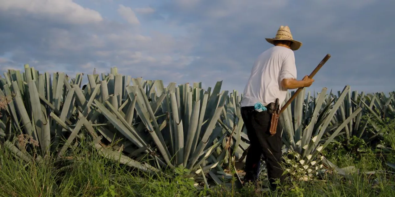 La industria tequilera mexicana cierra 2024 con estabilidad y crecimiento