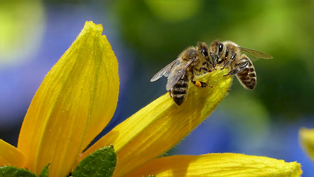 Ataque de abejas africanizadas causa pánico en escuela de Caldas, Antioquia