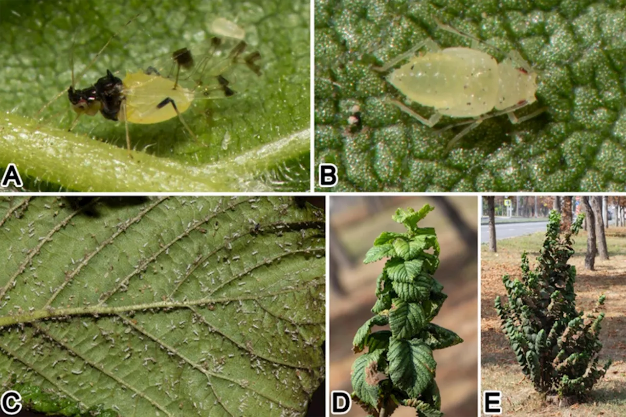 В европейской части России впервые нашли азиатскую тлю