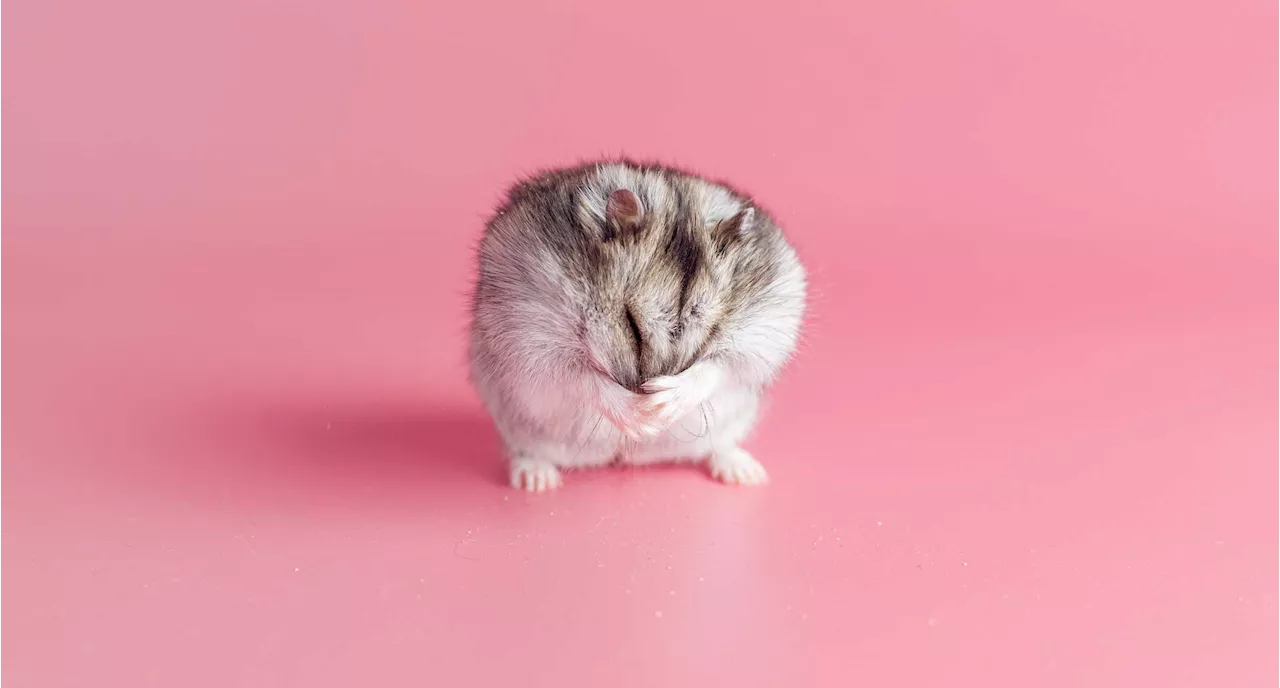 Hamster als Haustier für Kinder - Ein Irrtum?