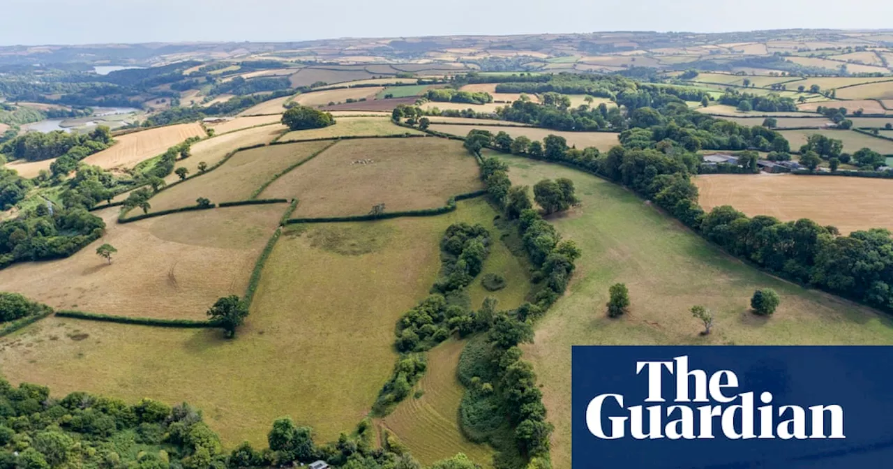 Devon Wildlife Trust Restores Temperate Rainforest at Bowden Pillars