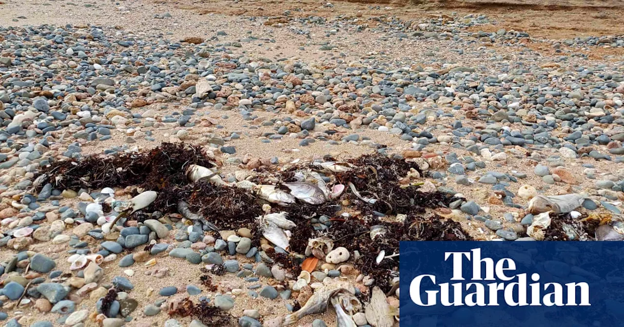 Ocean heatwave likely killed 30,000 fish off Western Australia coast, government says