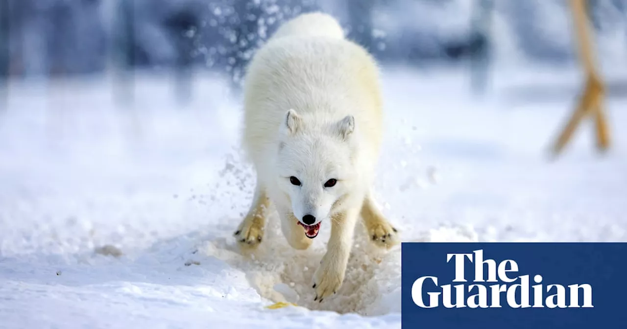 Supplementary Feeding and Red Fox Removal Boost Arctic Fox Genetic Diversity