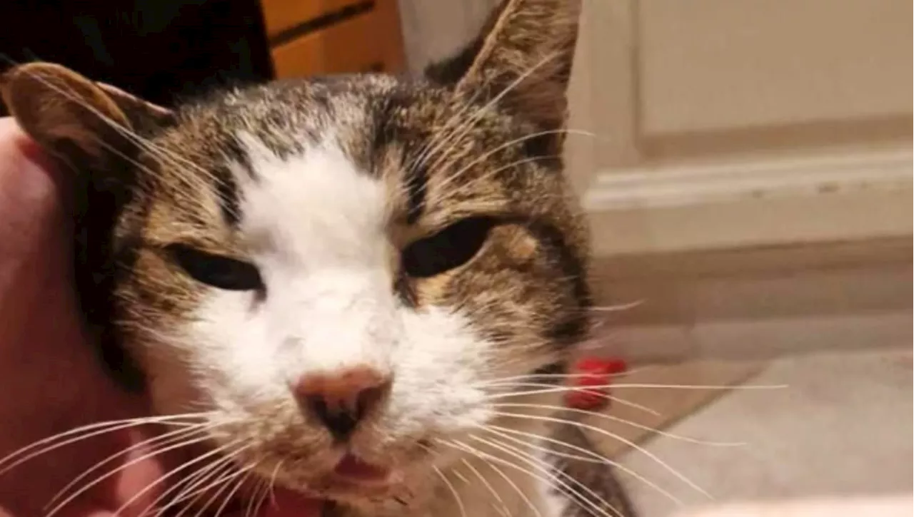 Un ultimo addio: il gatto Noel torna a casa dopo 15 anni ma muore pochi istanti dopo