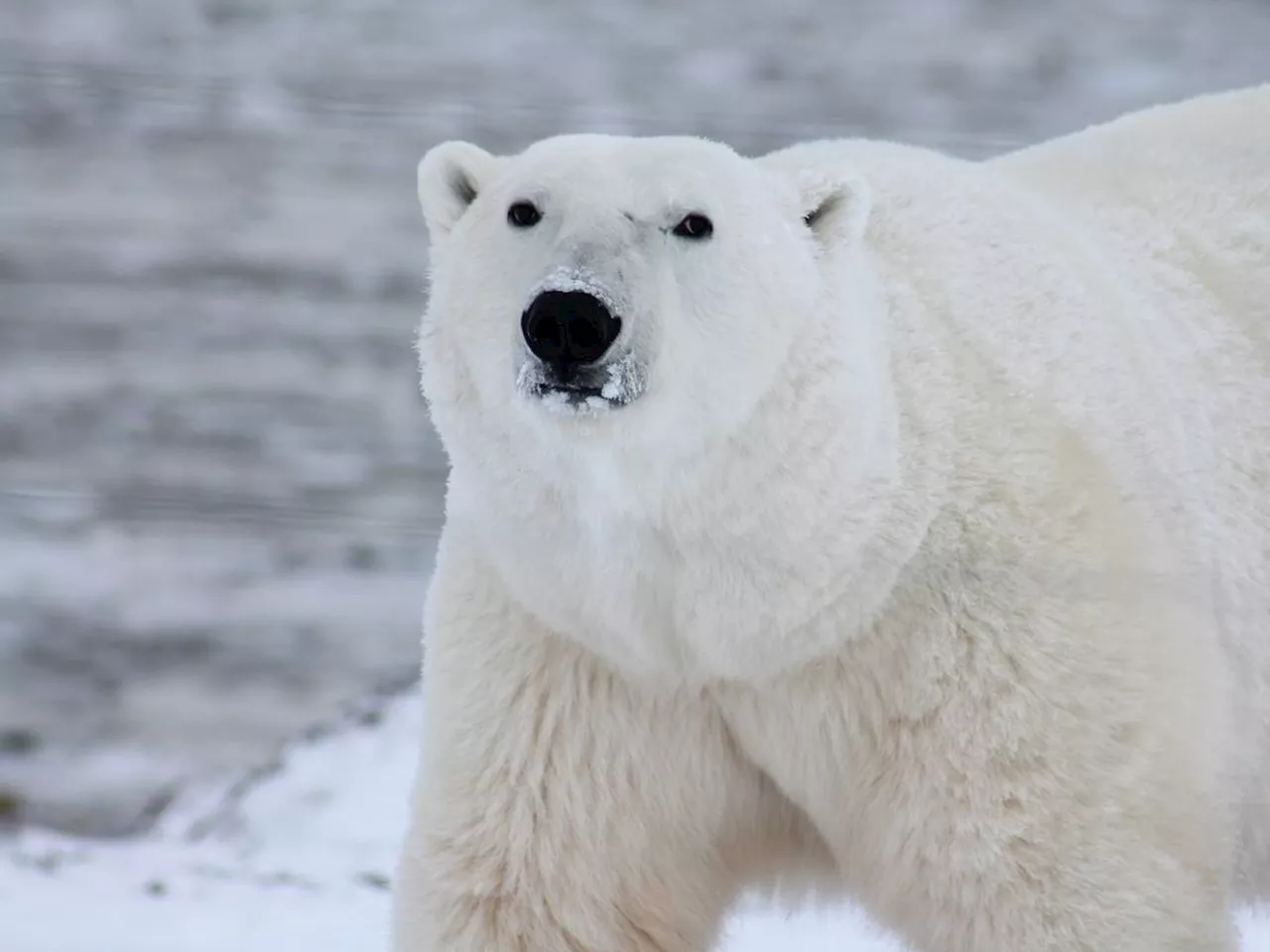 Il Segreto dell'Effetto Antighiaccio dell'Orso Polare