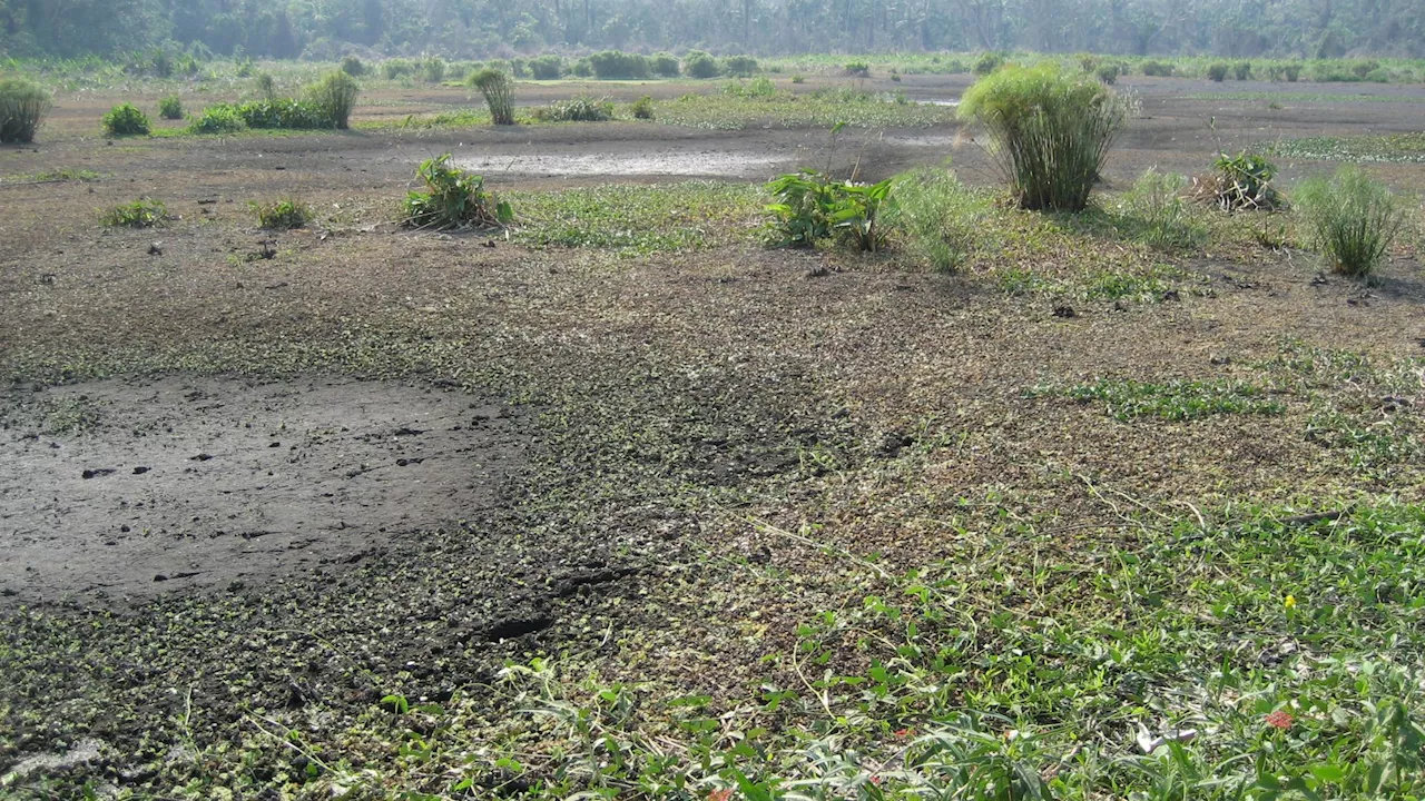 Ancient Amazonian Civilization Mastered Monoculture Maize Farming