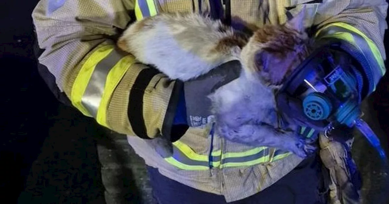 Dublin Fire Brigade Rescue Cat From House Fire