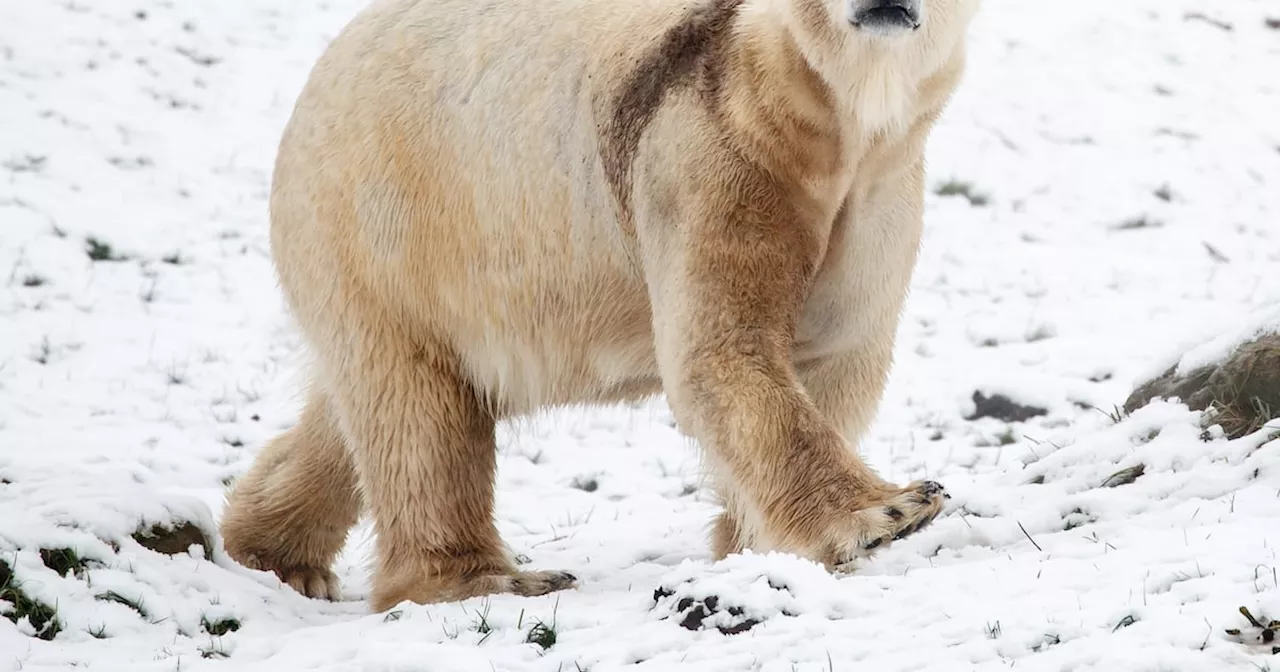 Scientists Uncover the Secret of Polar Bear Anti-Icing Fur