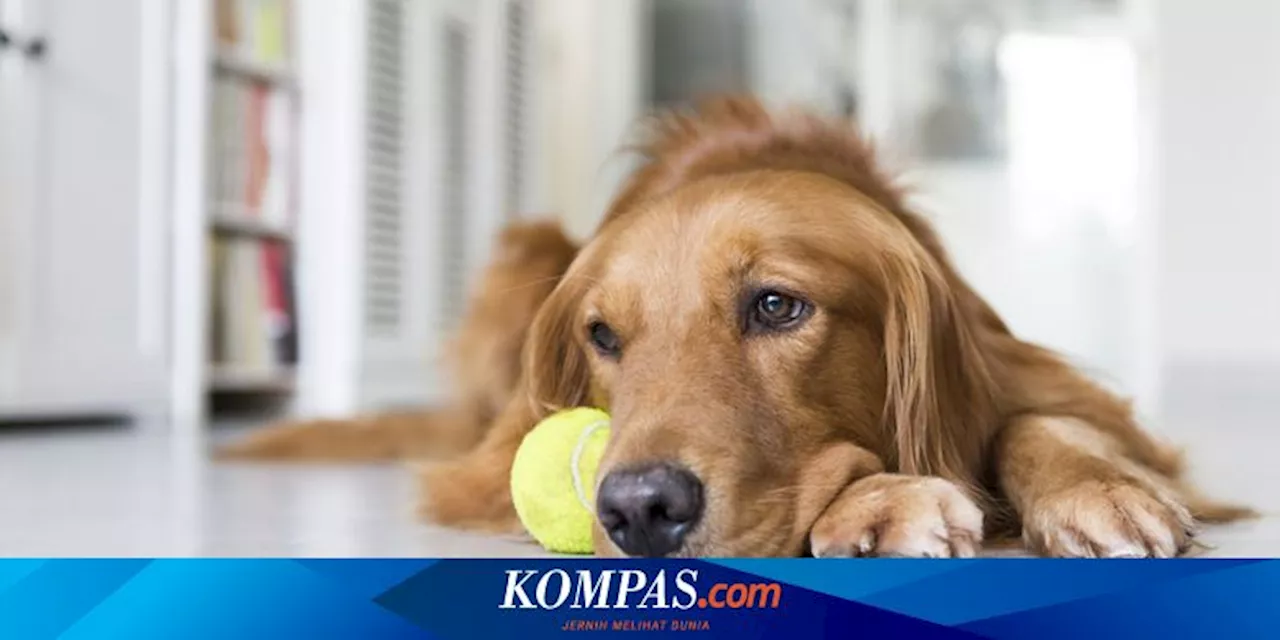 Stres Berpengaruh pada Warna Bulu Moncong Anjing Muda