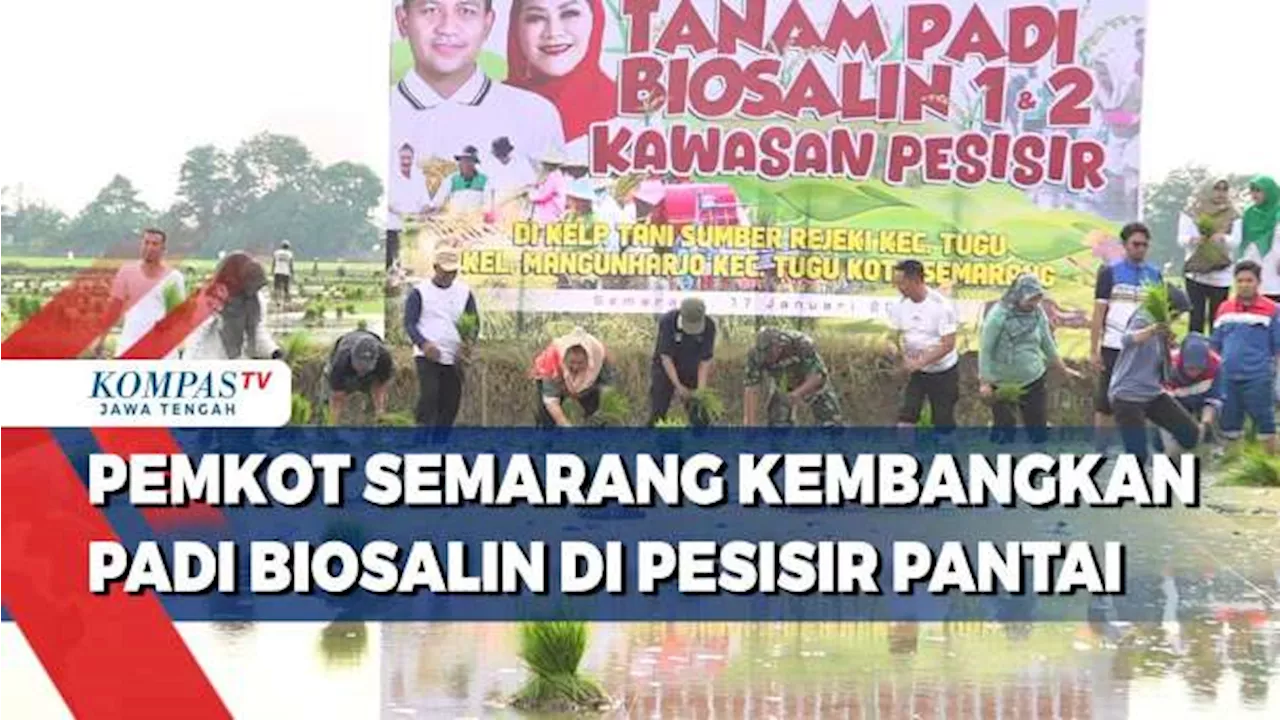 Pemkot Semarang Kembangkan Padi Biosalin di Pesisir Pantai