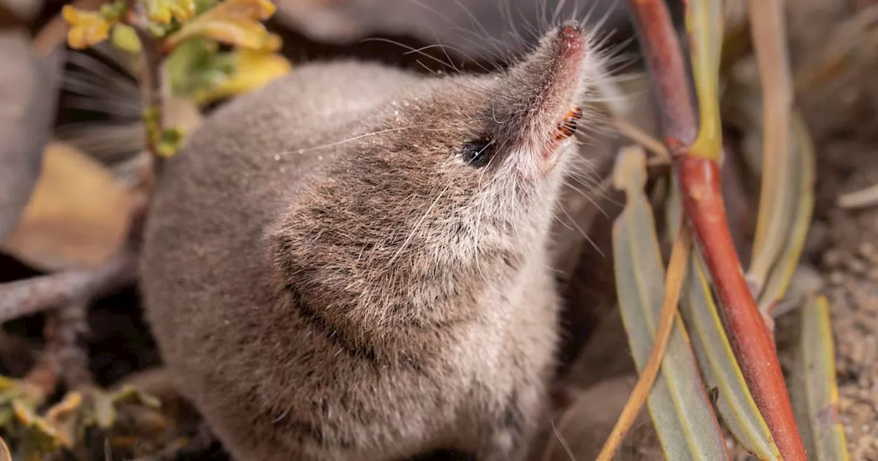 Rare California Shrew Captured on Camera for the First Time