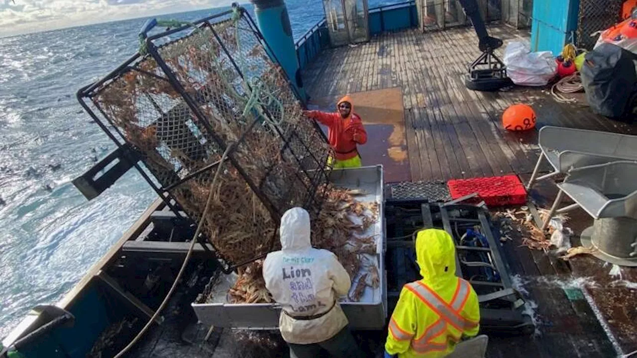 Bering Sea Snow Crab Fishery Reopens After Three-Year Shutdown