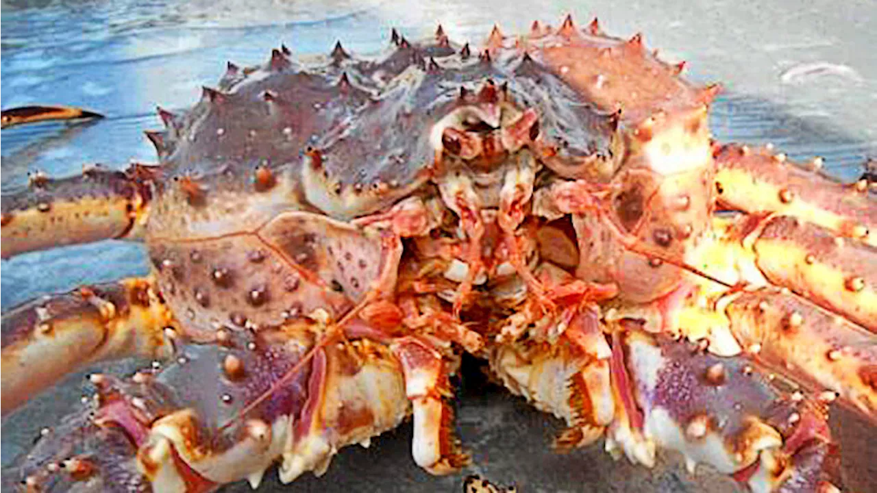 Red king crab proposals could change future of Southeast Alaska’s commercial fishery