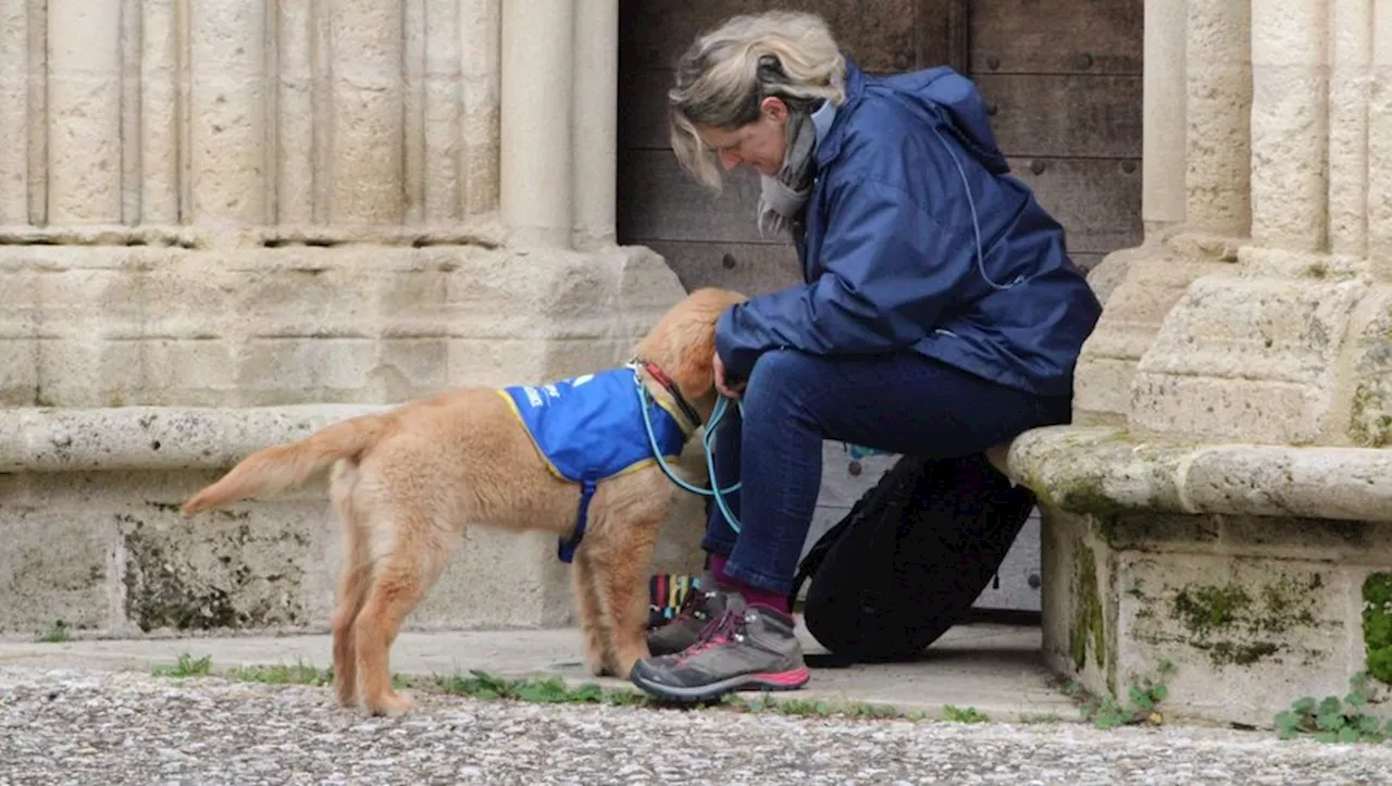 'C’est une magnifique aventure' : un an pour éduquer un futur chien d’assistance