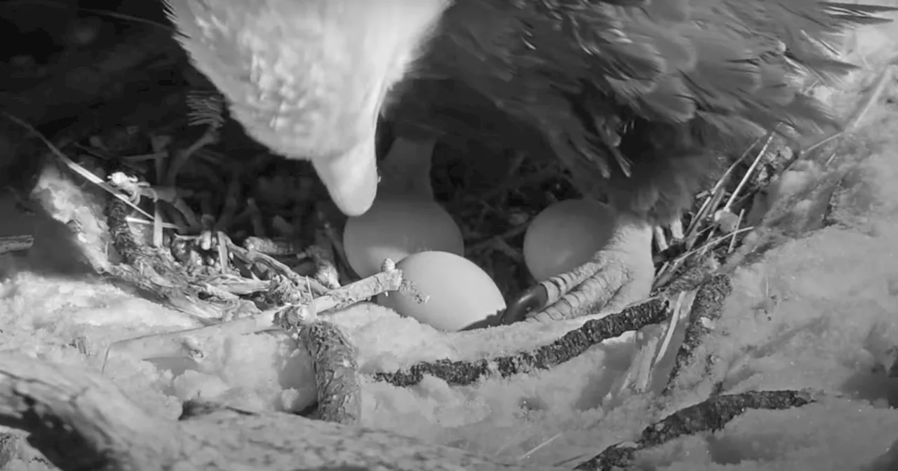 Jackie and Shadow's Nest Could Soon Have Three Eagles