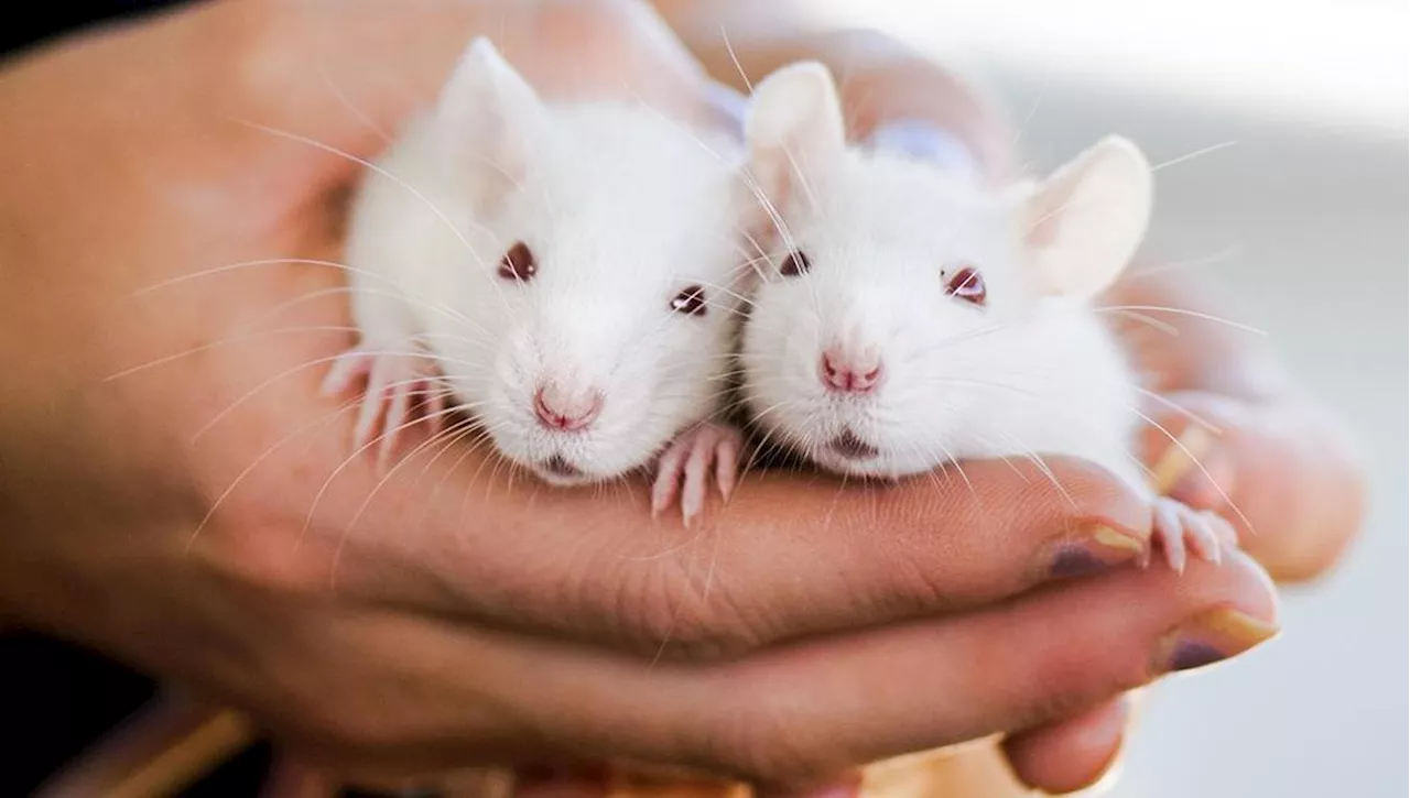 Il Cile Vetta la Crudeltà: Sperimentazione Cosmetica su Animali Vietata