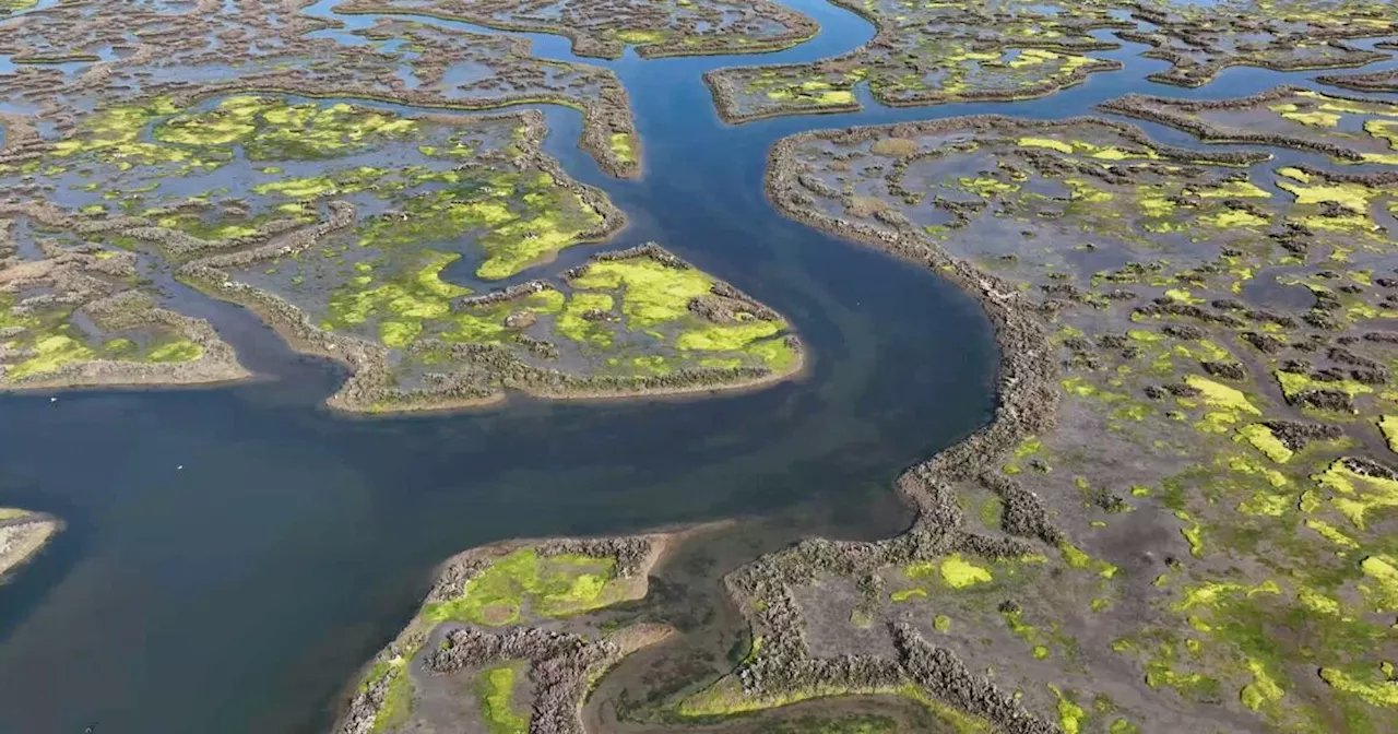 Lithium Battery Fire Pollutes California Estuary, Threatening Endangered Species