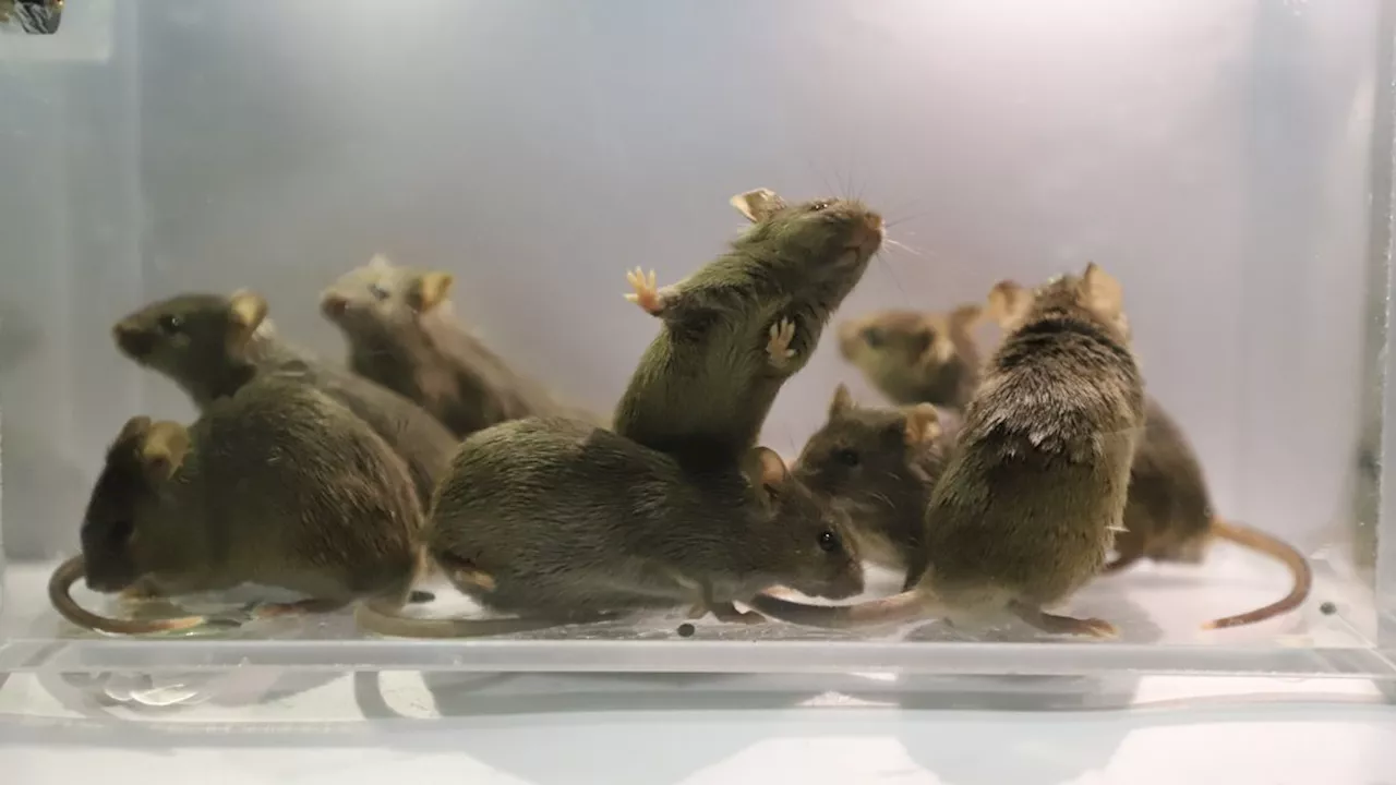 Scientists Breed Mice with Two Male Parents, Cracking Code of Imprinting Genes