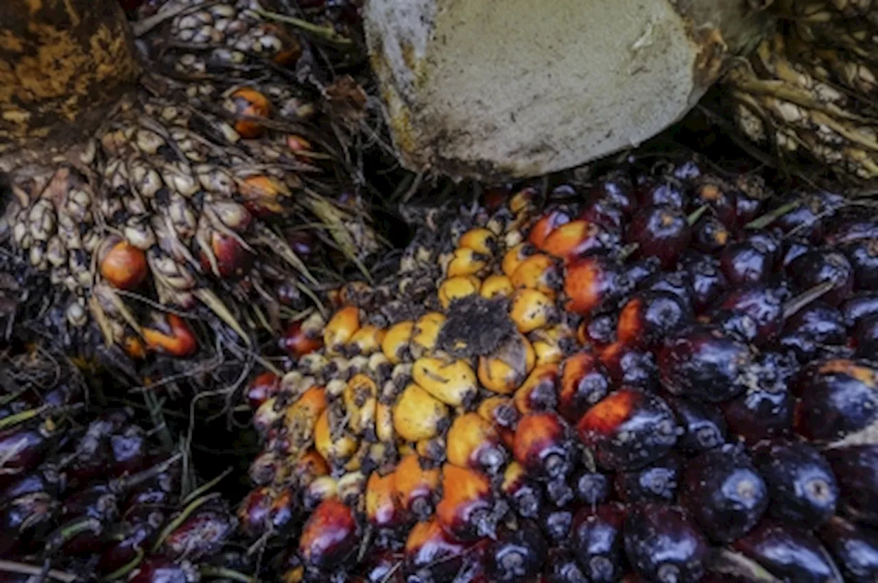 Palm Oil Industry Faces Yield Challenge Amidst Growing Demand