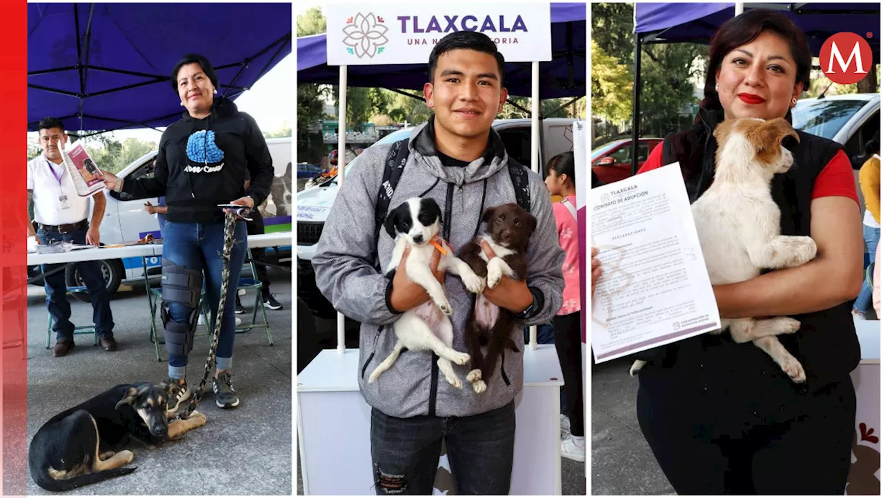 ¡Un éxito! En Tlaxcala, 12 perritos encontraron un hogar con 'Adogtame 2025'