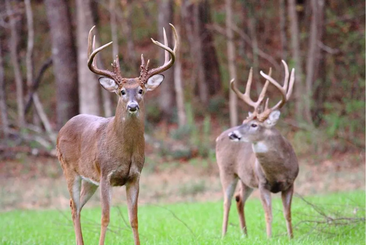 House Passes Bill Requiring Hunters to Report Deer Killed